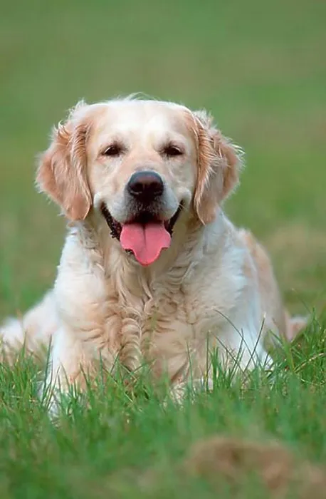 Framed Print : Golden Retriever