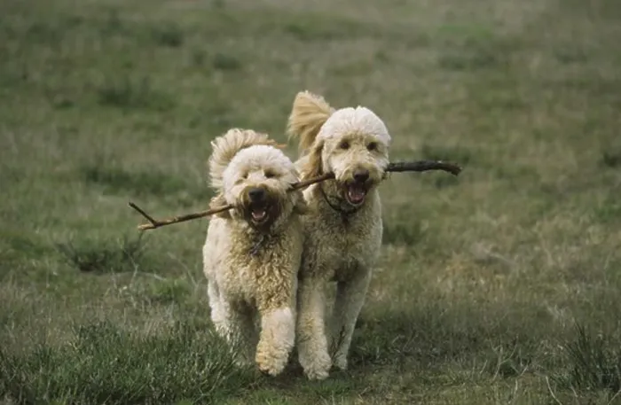 Framed Print : Two Goldendoodles carrying stick in teeth
