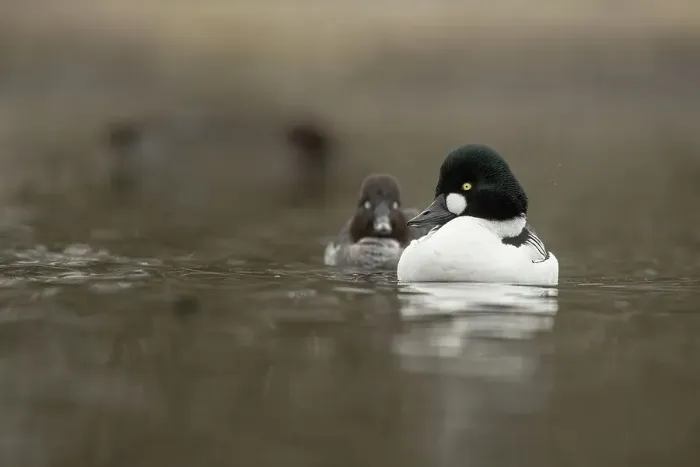 Framed Print : Goldeneye Duck, Bucephala, Male & Female Courtship behaviour