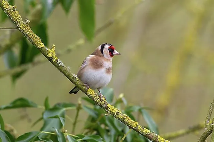 Framed Print : Goldfinch, goldfinch, goldfinches, songbirds, animals, birds, finches, goldfinch on lichen branch Framed Print : Goldfinch, goldfinch, goldfinches, songbirds, animals, birds, finches, goldfinch on lichen branch