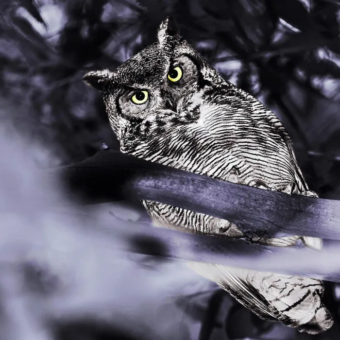 Framed Print : In Goleta, California, there are many eucalyptus trees that the great horned owls like to perch