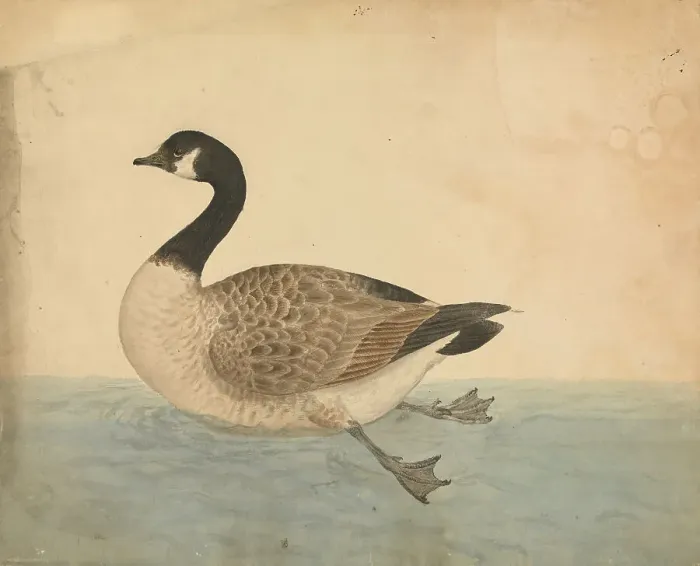 Framed Print : Goose James Sowerby 1756-1822 British Watercolor