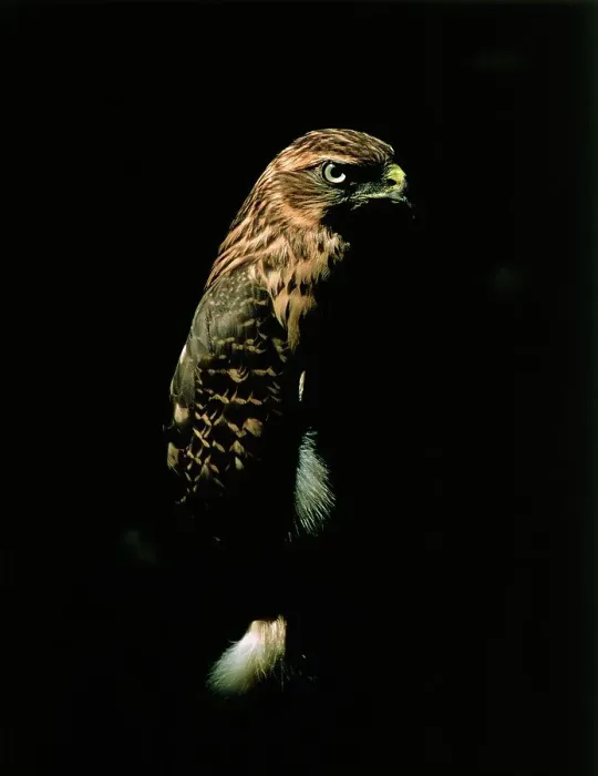 Framed Print : Goshawk, accipiter gentilis, Adult against Black Background Framed Print : Goshawk, accipiter gentilis, Adult against Black Background