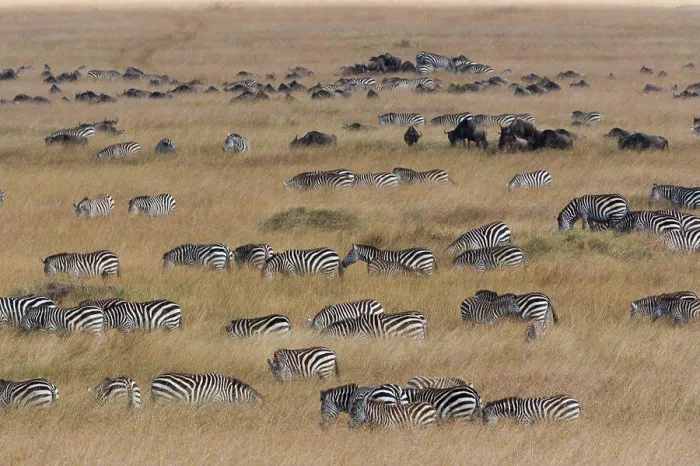 Framed Print : Grant's zebras and wildebeests, Kenya Kenya Framed Print : Grant's zebras and wildebeests, Kenya Kenya