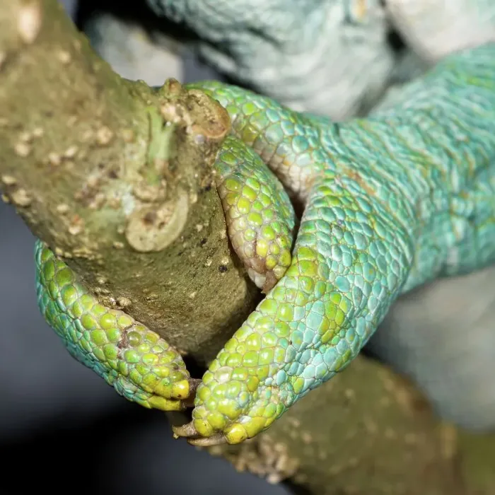 Framed Print : Grasping foot of Male Parson's chameleon (Calumma parsonii) in rainforest understory