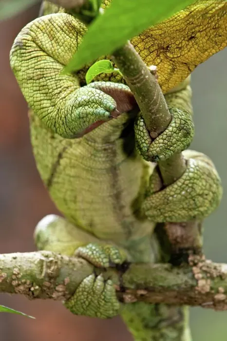 Framed Print : Grasping foot of Male Parson's chameleon (Calumma parsonii) in rainforest understory Framed Print : Grasping foot of Male Parson's chameleon (Calumma parsonii) in rainforest understory
