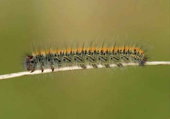 Framed Print : Grass Eggar (Lasiocampa trifolii) caterpillar Framed Print : Grass Eggar (Lasiocampa trifolii) caterpillar