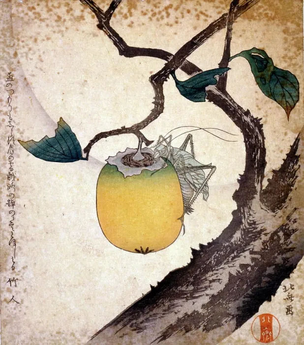 Framed Print : Grasshopper eating a persimmon by Hokusai Katsushika (1760-1900) Framed Print : Grasshopper eating a persimmon by Hokusai Katsushika (1760-1900)
