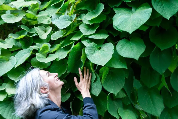 Framed Print : A gray-haired woman holds on to a wall of sheets, looks up and laughs Framed Print : A gray-haired woman holds on to a wall of sheets, looks up and laughs