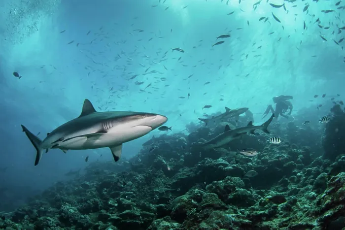 Framed Print : A gray reef shark patrols the reef, Kadavu Island, Fiji