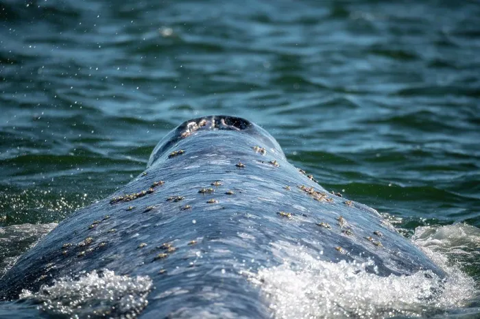 Framed Print : gray whale (Eschrichtius robustus) Framed Print : gray whale (Eschrichtius robustus)