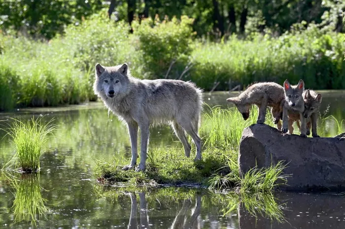 Framed Print : Gray wolf Canis lupus in captivity, Sandstone, Minnesota, United States of America, North America