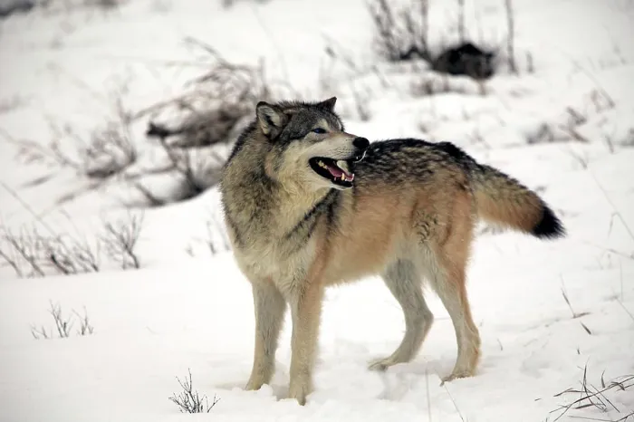 Framed Print : Gray Wolf, (Canis lupus), Montana, North America, USA, adult in snow Framed Print : Gray Wolf, (Canis lupus), Montana, North America, USA, adult in snow