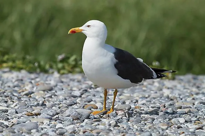 Framed Print : Great Black-backed Gull (Larus marinus), Duene island, Heligoland, Schleswig-Holstein, Germany, Europe Framed Print : Great Black-backed Gull (Larus marinus), Duene island, Heligoland, Schleswig-Holstein, Germany, Europe