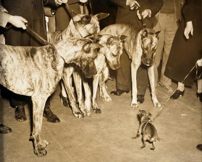 Framed Print : Four Great Danes and a Miniature Pinscher standing face to face, 1937