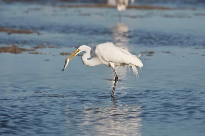 Framed Print : Great Egret (Ardea alba) catching fish, Aransas Bay, Rockport, Refugio County, Texas, USA Framed Print : Great Egret (Ardea alba) catching fish, Aransas Bay, Rockport, Refugio County, Texas, USA