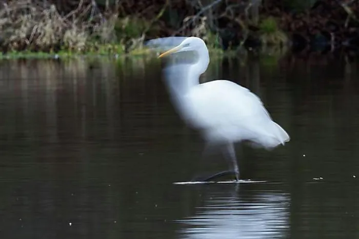 Framed Print : Great egret (Ardea alba) foraging in water, motion blur, Hesse, Germany, Europe Framed Print : Great egret (Ardea alba) foraging in water, motion blur, Hesse, Germany, Europe