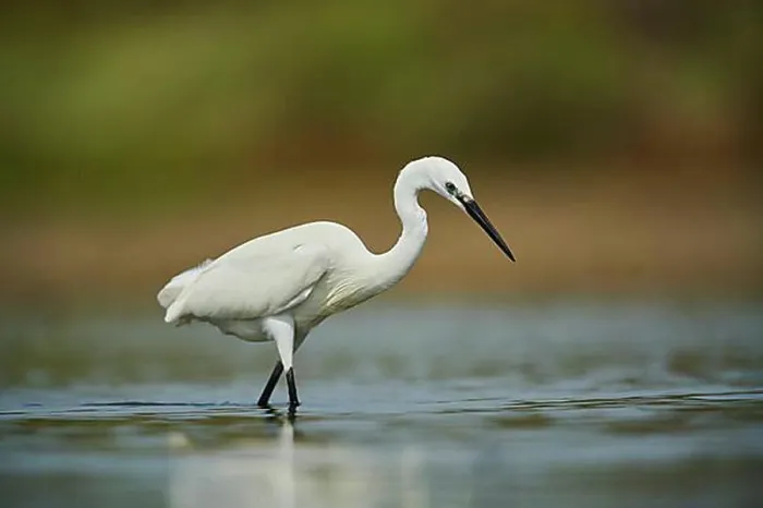 Framed Print : Great egret (Ardea alba) in a little lake, hunting, Camargue, France, Europe