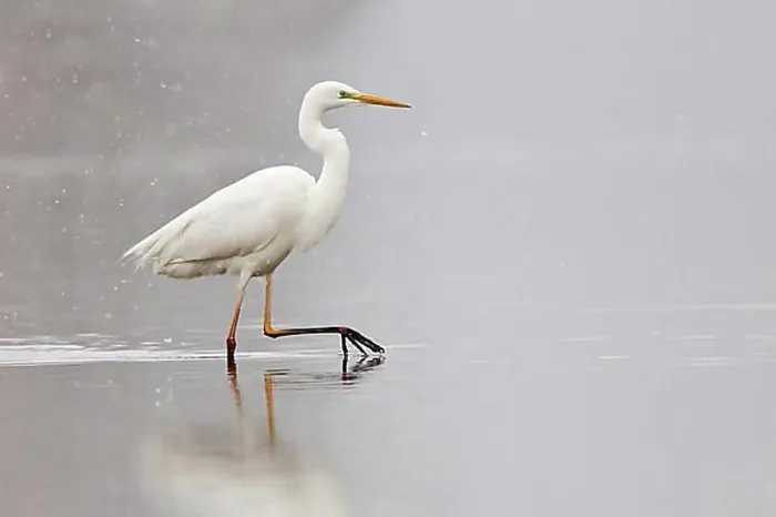Framed Print : Great Egret (Ardea alba) wading through water during snowfall, North Hesse, Hesse, Germany, Europe Framed Print : Great Egret (Ardea alba) wading through water during snowfall, North Hesse, Hesse, Germany, Europe
