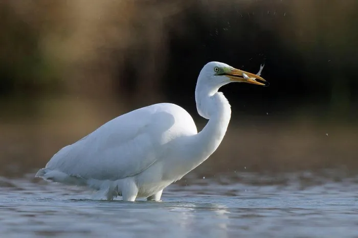 Framed Print : Great Egret with captured prey Framed Print : Great Egret with captured prey