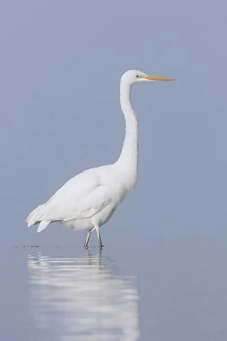 Framed Print : Great egret, common egret, great white egret (Egretta alba) fishing in shallow water of lake in early morning fog, mist Framed Print : Great egret, common egret, great white egret (Egretta alba) fishing in shallow water of lake in early morning fog, mist