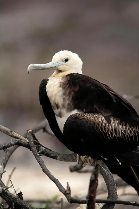 Framed Print : Great Frigatebird, (Fregata minor), Galapagos Islands, young bird Framed Print : Great Frigatebird, (Fregata minor), Galapagos Islands, young bird