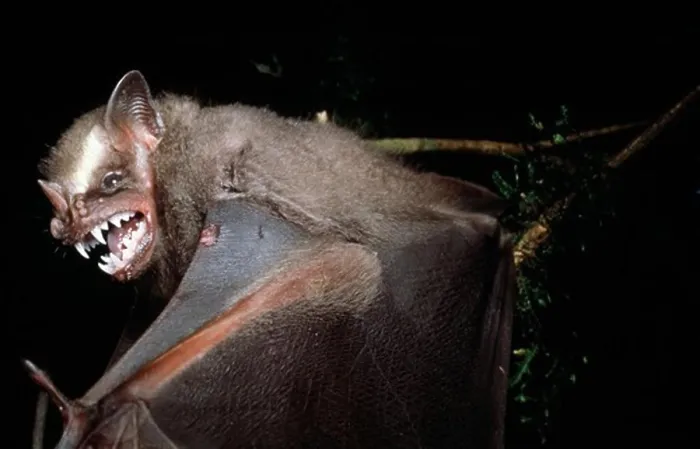 Framed Print : great fruit-eating bat artibeus lituratus rainforest of parana, brazil Framed Print : great fruit-eating bat artibeus lituratus rainforest of parana, brazil