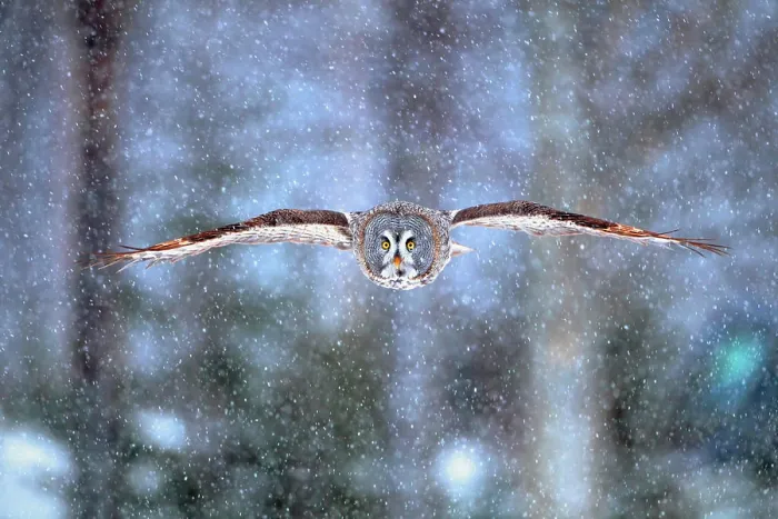 Framed Print : Great Gray Owl (Strix nebulosa) flying under the snow in winter, Finland Framed Print : Great Gray Owl (Strix nebulosa) flying under the snow in winter, Finland