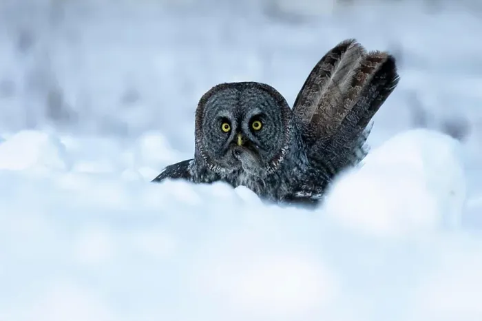 Framed Print : Great grey owl, Strix nebulosa, with prey near Westlock, Alberta, Canada Framed Print : Great grey owl, Strix nebulosa, with prey near Westlock, Alberta, Canada