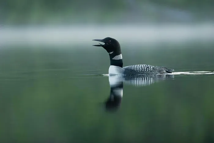 Framed Print : Great Northern Diver, Gavia immer, Quebec, Canada