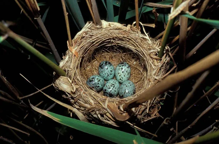 Framed Print : Great Reed Warbler (Acrocephalus arundinaceus) Eggs in nest Framed Print : Great Reed Warbler (Acrocephalus arundinaceus) Eggs in nest
