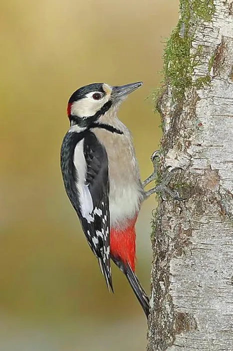 Framed Print : Great spotted woodpecker (Dendrocopos major) Framed Print : Great spotted woodpecker (Dendrocopos major)