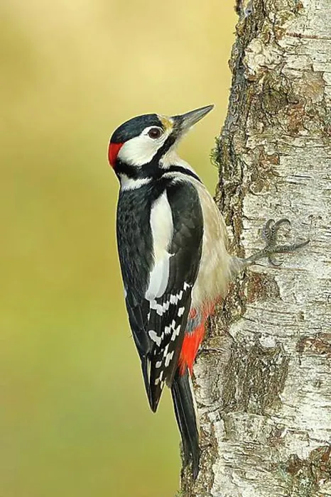 Framed Print : Great spotted woodpecker (Dendrocopos major) male on the trunk of a grey birch (Betula populifolia)