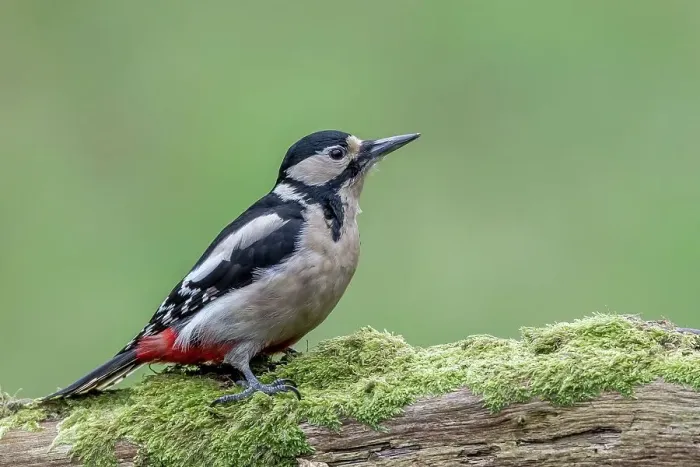Framed Print : Great Spotted woodpecker (Dendrocopos major) perching on a tree trunk Framed Print : Great Spotted woodpecker (Dendrocopos major) perching on a tree trunk