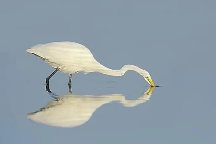 Framed Print : Great White Egret (Ardea alba, Casmerodius albus, Egretta alba) hunting, mirror image, Florida, USA, North America Framed Print : Great White Egret (Ardea alba, Casmerodius albus, Egretta alba) hunting, mirror image, Florida, USA, North America