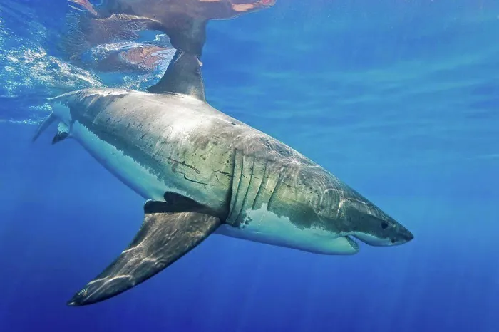 Framed Print : Great white shark (Carcharodon carcharias); Guadalupe Island, Mexico Framed Print : Great white shark (Carcharodon carcharias); Guadalupe Island, Mexico