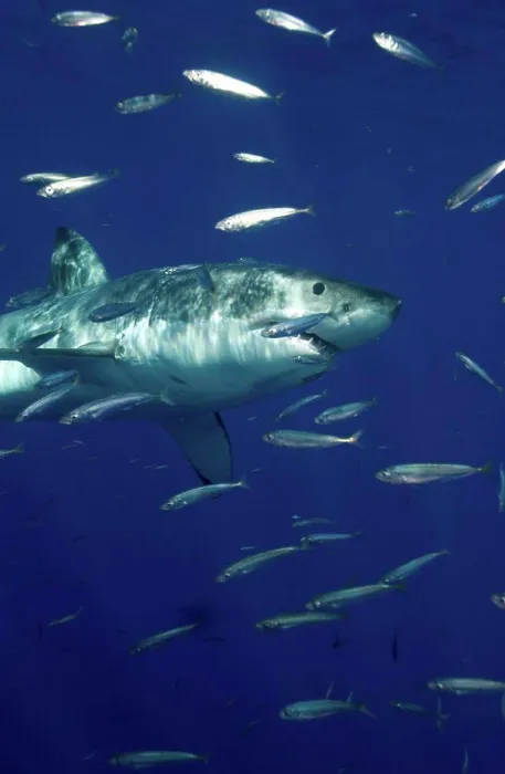 Framed Print : Great white shark in the wild Framed Print : Great white shark in the wild