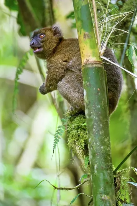 Framed Print : Greater Bamboo lemur (Prolemur simus) feeding in giant bamboo