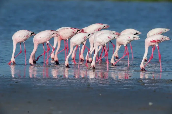 Framed Print : Greater Flamingos (Phoenicopterus roseus) feeding in shallow lake Framed Print : Greater Flamingos (Phoenicopterus roseus) feeding in shallow lake