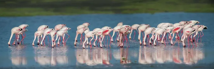 Framed Print : Greater Flamingos (Phoenicopterus roseus) feeding in shallow lake Framed Print : Greater Flamingos (Phoenicopterus roseus) feeding in shallow lake