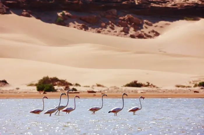 Framed Print : Greater flamingos (Phoenicopterus roseus) in a river's lagoon where the Sahara meets the Atlantic Ocean Framed Print : Greater flamingos (Phoenicopterus roseus) in a river's lagoon where the Sahara meets the Atlantic Ocean