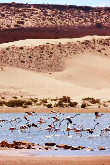 Framed Print : Greater flamingos (Phoenicopterus roseus) in a river's lagoon where the Sahara meets the Atlantic Ocean Framed Print : Greater flamingos (Phoenicopterus roseus) in a river's lagoon where the Sahara meets the Atlantic Ocean