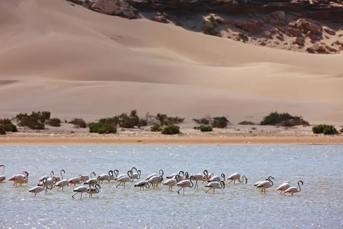 Framed Print : Greater flamingos (Phoenicopterus roseus) in a river's lagoon where the Sahara meets the sea Framed Print : Greater flamingos (Phoenicopterus roseus) in a river's lagoon where the Sahara meets the sea