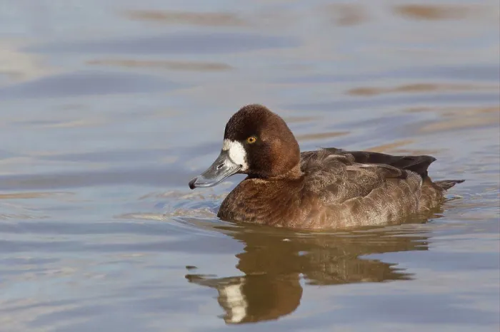 Framed Print : Greater Scaup (Aythya marila) adult female, swimming, Slimbridge, Gloucestershire, England, february Framed Print : Greater Scaup (Aythya marila) adult female, swimming, Slimbridge, Gloucestershire, England, february