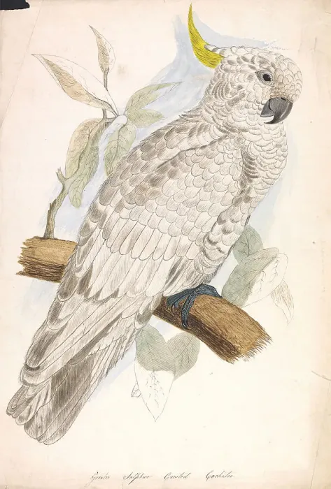 Framed Print : Greater Sulphur Crested Cockatoo Nineteenth Century Framed Print : Greater Sulphur Crested Cockatoo Nineteenth Century