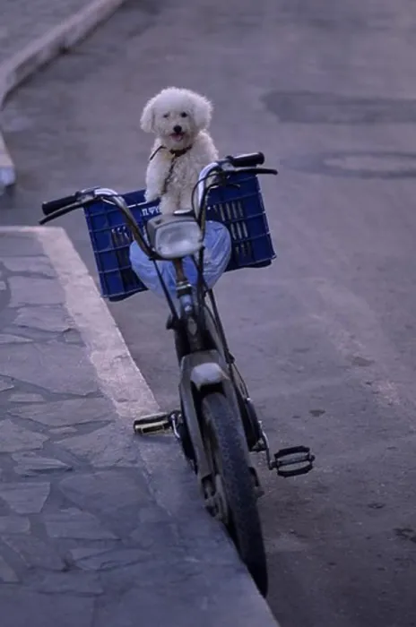 Framed Print : GREECE, CRETE, AGIOS NIKOLAOS, POODLE ON BICYCLE Framed Print : GREECE, CRETE, AGIOS NIKOLAOS, POODLE ON BICYCLE