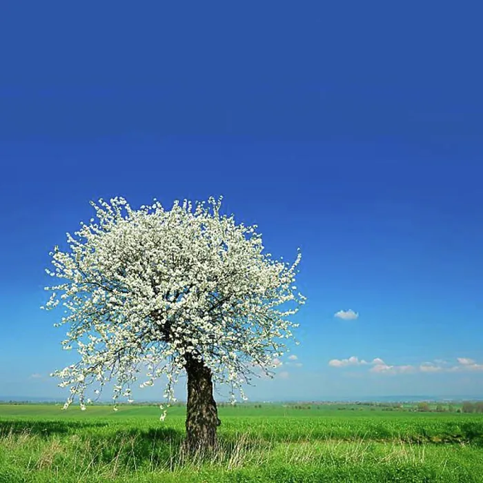 Framed Print : Green fields in spring, blooming old Cherry tree (Prunus) Framed Print : Green fields in spring, blooming old Cherry tree (Prunus)