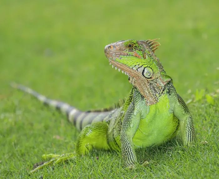 Framed Print : Green Iguana Framed Print : Green Iguana