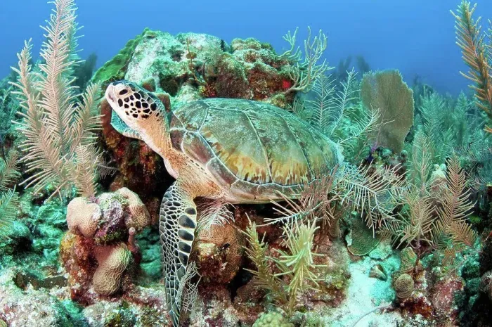 Framed Print : Green sea turtle on Caribbean reef Framed Print : Green sea turtle on Caribbean reef