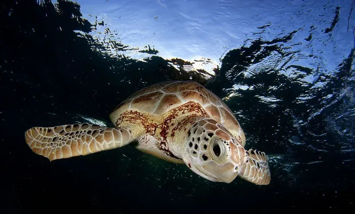 Framed Print : Green sea turtle (Chelonia mydas) swimming to the surface to take a breath in Akumal bay Framed Print : Green sea turtle (Chelonia mydas) swimming to the surface to take a breath in Akumal bay